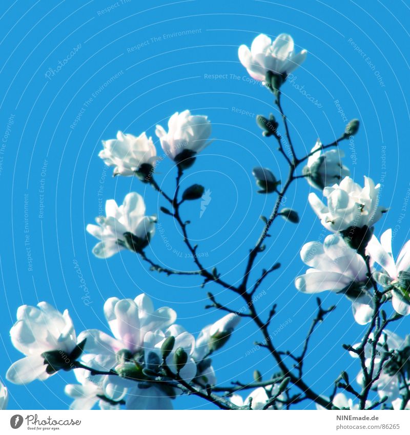 ... mit ganz großen Schritten Magnolienbaum Frühling Physik Blüte Blütenblatt Frühlingsgefühle Gute Laune Quadrat Karlsruhe Ambiente Fröhlichkeit Flair