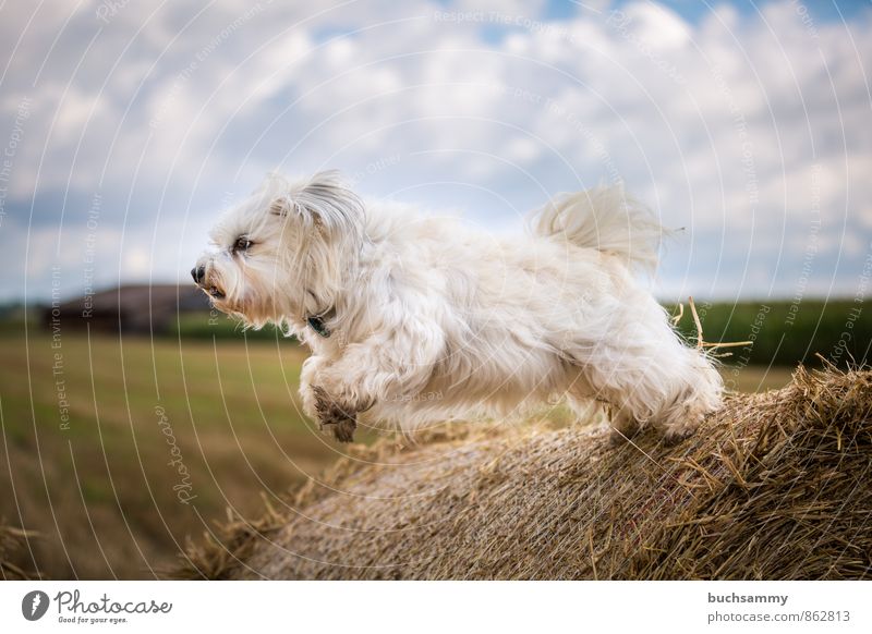 Ein Havaneser hebt ab Tier Himmel Wolken Fell langhaarig Haustier Hund 1 fliegen springen sportlich blau gelb weiß Freude Bichon Bichon Havanais Jung Stroh