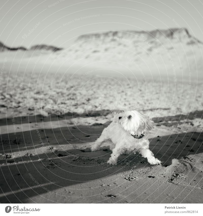 großer böser Mann Umwelt Landschaft Urelemente Sand Himmel Küste Strand Nordsee Meer Insel Tier Haustier Hund 1 exotisch Erwartung Freiheit Idylle einzigartig