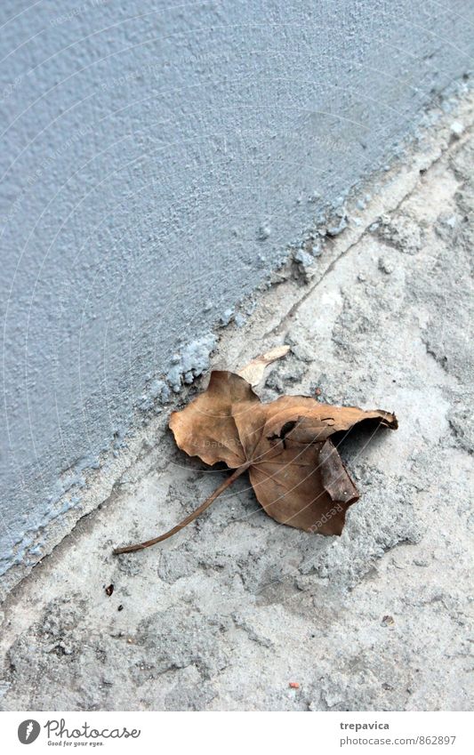 Herbst Umwelt Natur Wetter Pflanze Blatt Straße alt kaputt natürlich trocken blau braun grau ruhig Traurigkeit Einsamkeit Ende kalt Zerstörung