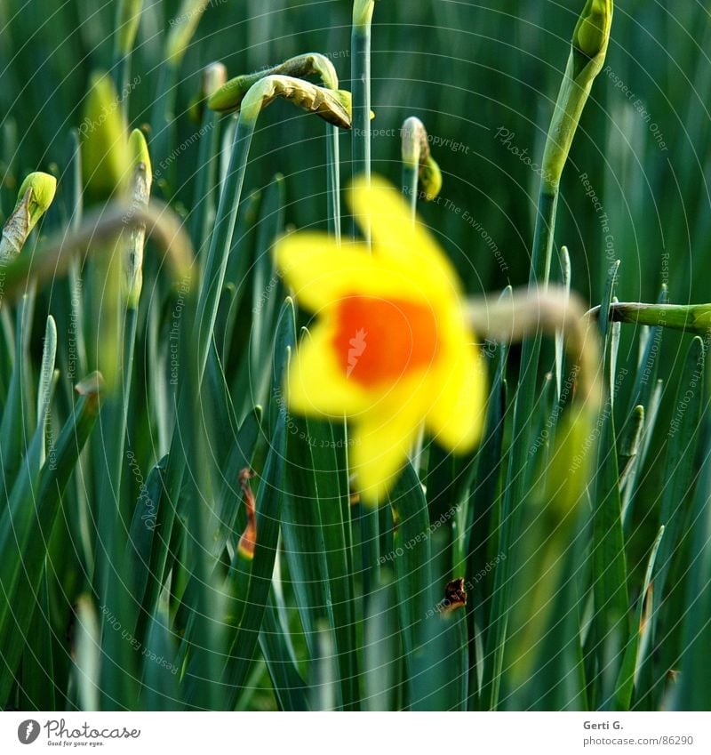 scharfe Knospen Knollengewächse Gelbe Narzisse Narzissen gelb Frühling Frühblüher Feld Blumenwiese Blüte grün hintergrundschärfe frühlingsbote orange