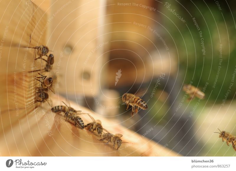Happy Birthday montecarlo... Tier Nutztier Wildtier Biene Honigbiene Insekt Schwarm fliegen tragen ästhetisch schön klein natürlich Arbeit & Erwerbstätigkeit