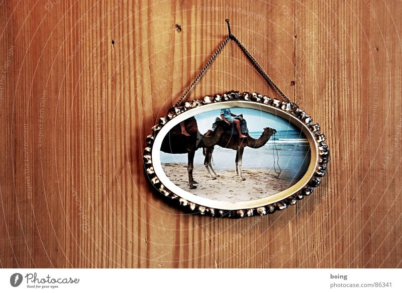 Die guten Jahre der Anderen 100 Kamel Dromedar Urlaubsfoto Ferien & Urlaub & Reisen einfach Holzvertäfelung Strand Sand Reisefotografie Bild-im-Bild
