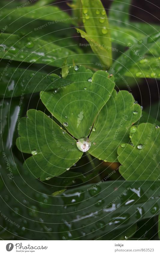 kost.bar | Regenwasser Umwelt Natur Pflanze Wassertropfen Sommer Klima Wetter Blatt Garten Park frisch klein nah nass natürlich rund saftig grün weiß sattgrün