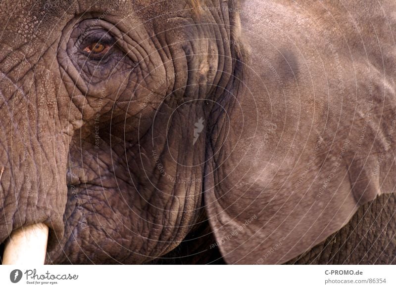 Anti-Age oder Pro-Age... Stoßzähne Elefant Afrika Indien Rüssel Tier Säugetier Zoo Trauer Verzweiflung Hannibal Babar dickhäuter benjamin blümchen dumbo Falte