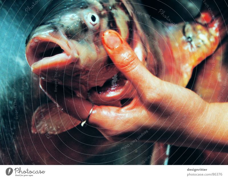 Was willst du? Hand Großmaul Blick Ernährung Fisch Tod Maul Karpfen Fischkopf Fischmaul Fischauge Totes Tier Frauenhand festhalten haltend