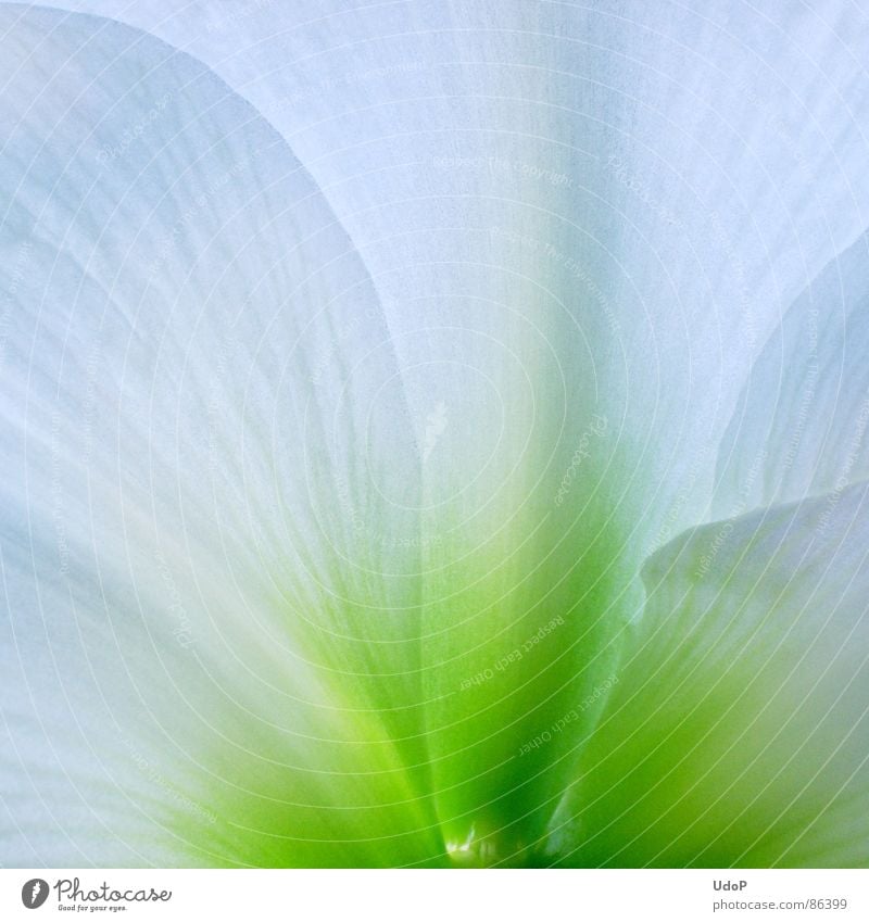 Fee Amaryllis Amaryllisgewächse Blüte Blütenblatt grün Farbverlauf durchscheinend Pflanzenteile lichtvoll Vollendung perfekt Makroaufnahme Nahaufnahme Frühling