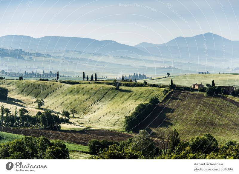 neulich in der Toskana Umwelt Natur Landschaft Feld Hügel grün ruhig Gedeckte Farben Menschenleer Textfreiraum oben Panorama (Aussicht)