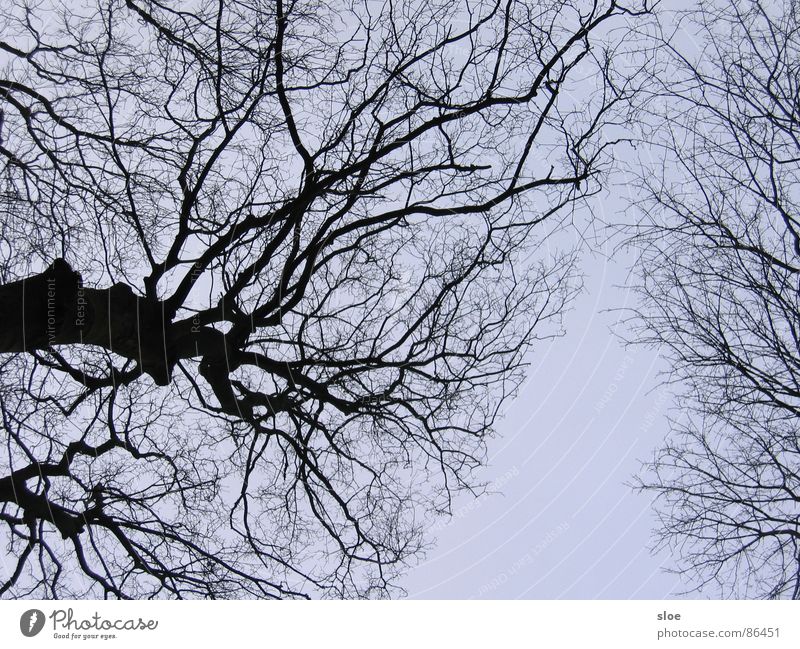 Lebenslinien Baumstamm Umwelt Baumstruktur Naturphänomene Zweig Ast Kraft Detailaufnahme zweiggeschäft lebensdauer