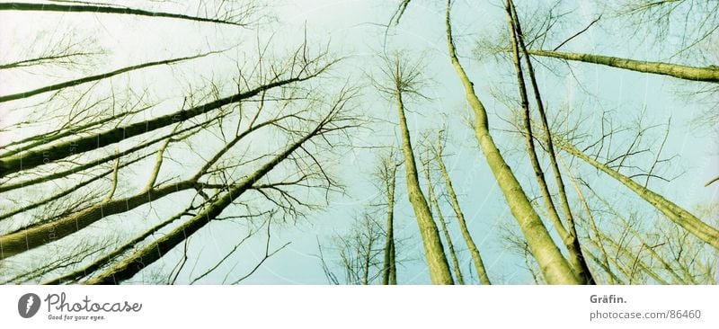 zum Himmel gereckt Blatt Herbst Umweltschutz Moor Wiese Skelett kalt Holz Winter steinhude Lomografie horizon Natur Ast Zweig himmelwärts Baumstamm groß