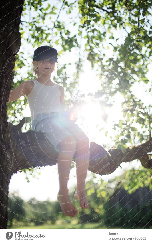 Junge mit Mütze auf einem Baum im Gegenlicht Klettern Abenteuer Mensch maskulin Kindheit Leben Körper 1 3-8 Jahre Natur Sonnenlicht Sommer Schönes Wetter Blatt