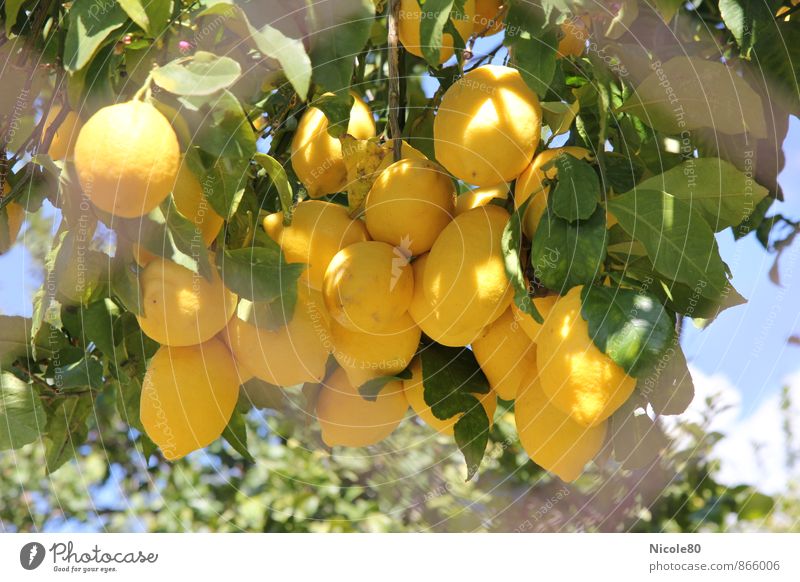 Zitronen hinterm Zaun Umwelt gelb Baum sauer frisch Sommer Mallorca Frucht Obstbaum Farbfoto Außenaufnahme Menschenleer Tag