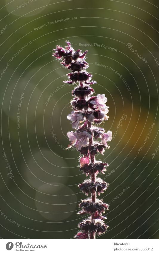 Neues ausm Kräutergarten Natur Pflanze ästhetisch zart Blüte violett Blendenfleck Kräuter & Gewürze Farbfoto Außenaufnahme Nahaufnahme Menschenleer