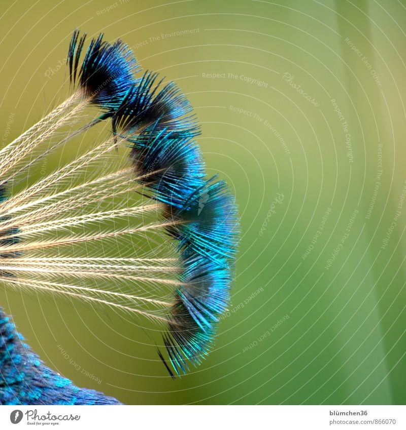 Irokese Tier Wildtier Vogel Pfau Federvieh Hühnervögel Kopf Kamm Pfauenfeder glänzend ästhetisch elegant exotisch natürlich schön mehrfarbig blau türkis grün
