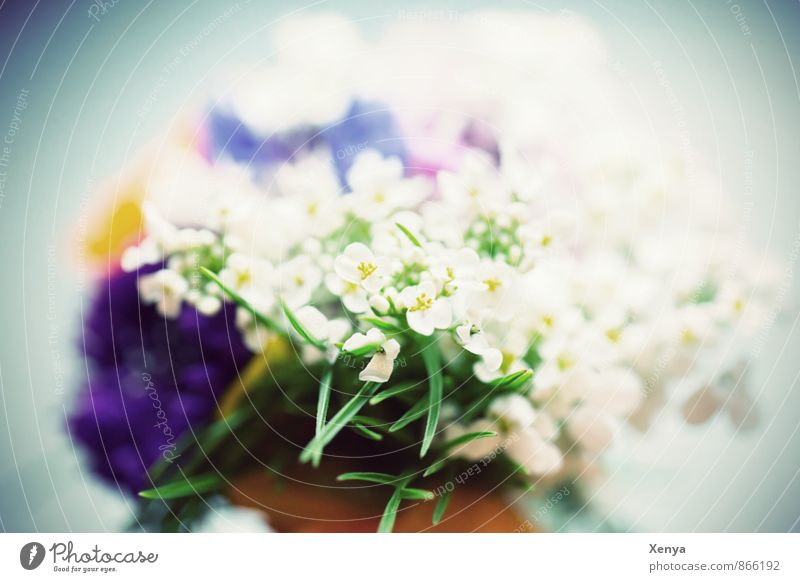 Für Dich Pflanze Blume blau grün weiß Romantik Blumenstrauß Blüte Geschenk Muttertag Nahaufnahme Menschenleer Tag Unschärfe