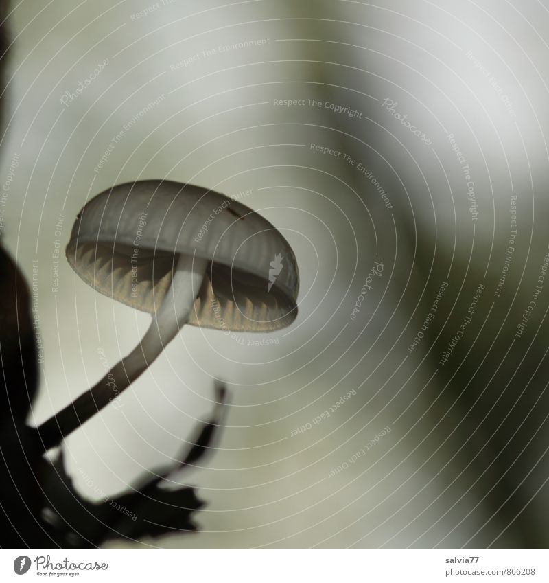 Hanglage Umwelt Natur Pflanze Erde Herbst Pilz Pilzhut Wald Wachstum dünn Ekel klein schleimig grau schwarz weiß Einsamkeit ruhig Beringter Buchenschleimrübling
