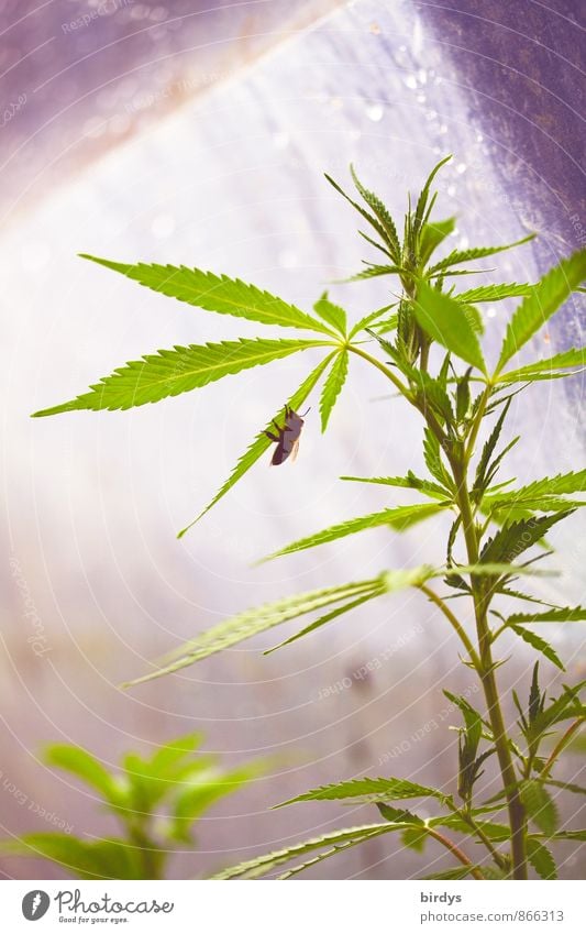 zu Risiken und Nebenwirkungen... Gesundheitswesen Nutzpflanze Topfpflanze Hanf Cannabis Fliege 1 Tier Wachstum authentisch Laster ästhetisch