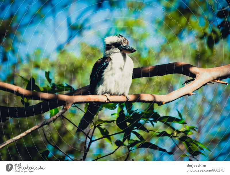 Wunderschöner Vogel - Kookaburra in einem National Park auf einem Ast sitzend. Buschmanns Uhr nennen ihn die Australier Stil Wohlgefühl Ferien & Urlaub & Reisen