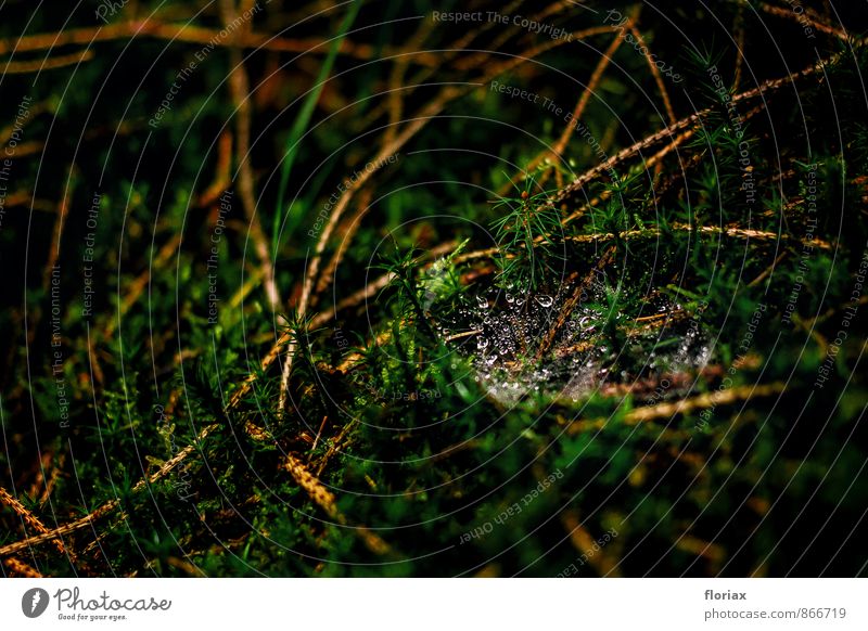 schwerelos Erholung Natur Wasser Wassertropfen Moos Wald Spinne Netz bauen glänzend hängen ästhetisch schön grün elegant Konzentration planen Zeit Spinnennetz
