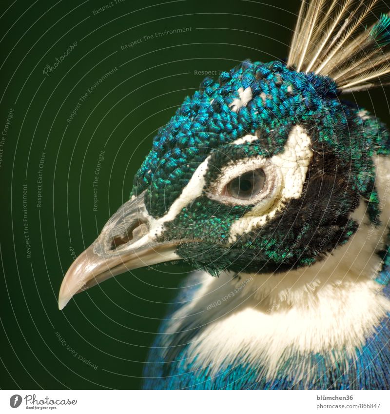 Federvieh Tier Wildtier Vogel Tiergesicht Pfau Hühnervögel Kopf Schnabel Auge Blick Pfauenfeder beobachten glänzend ästhetisch elegant exotisch schön blau grün