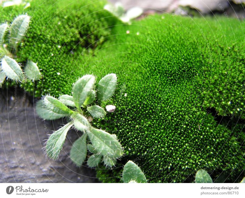 close up moos Nahaufnahme grün Design Kunst grau frisch Pflanze Pflanzenteile Naturphänomene Umwelt Neuling moosgrün Klarheit Stein Bodenbelag Schatten Dynamik