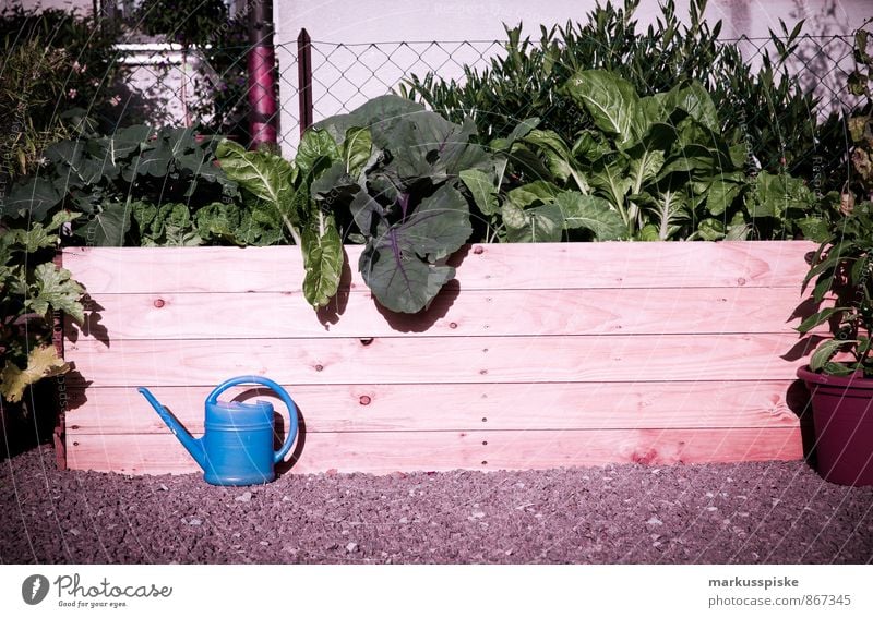 urban gardening - hochbeet Lebensmittel Gemüse Salat Salatbeilage Frucht Kräuter & Gewürze selbstversorgung selbstversorger Mangold Brokkoli Radieschen Sellerie