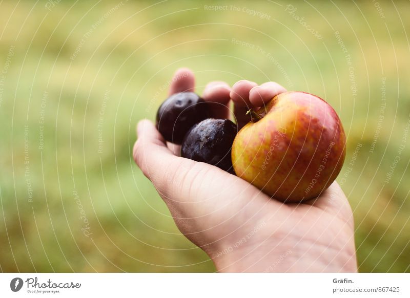 Autumn is coming... Frucht Apfel Pflaume feminin Junge Frau Jugendliche Hand Finger 1 Mensch 30-45 Jahre Erwachsene Umwelt Natur Sommer Herbst festhalten