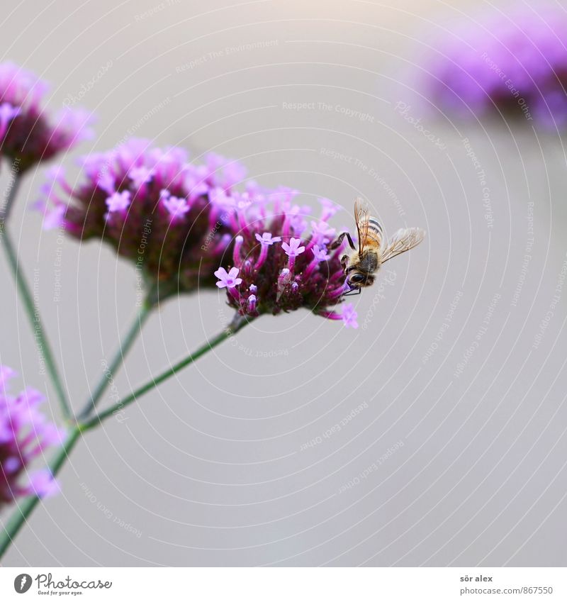 summ, summ, summ Umwelt Pflanze Blume Blüte Garten Park Tier Biene Insekt grau violett rosa Frühlingsgefühle Honigbiene Leben Lebenskraft Jahreszeiten Imker