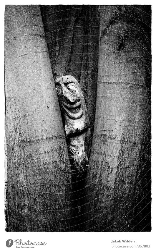 ein Männlein steht im Walde Natur Pflanze Baum Park Holz Zeichen Idylle Schwarzweißfoto Außenaufnahme Experiment abstrakt Strukturen & Formen Schatten Kontrast