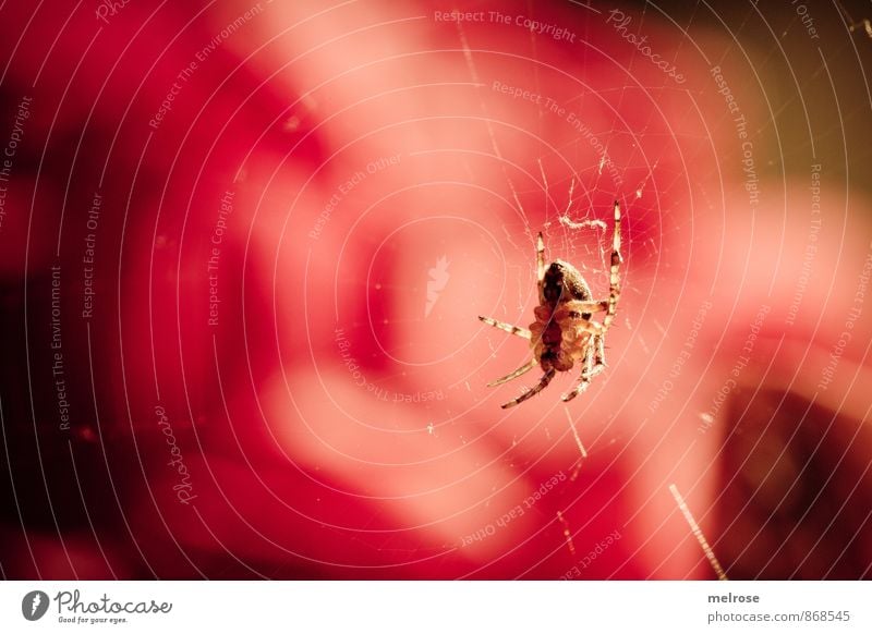 Ich sehe rot! Sommer Schönes Wetter Garten Tier Spinne Spinnennetz Spinnerin spinnen Spinnenbeine beobachten Bewegung entdecken hängen krabbeln nah braun gold