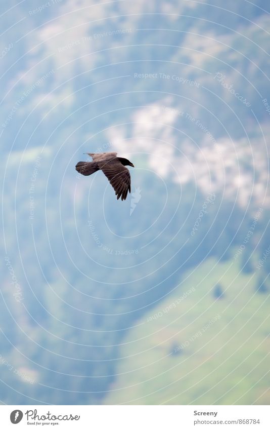 Fly high... Natur Landschaft Pflanze Tier Alpen Berge u. Gebirge Tal Vogel Krähe 1 beobachten fliegen frei blau braun grün schwarz Gelassenheit Freiheit