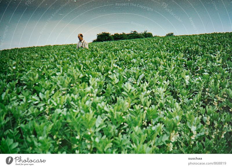 mann ragt aus einem landwirtschaftlichen feld heraus | qualitätscheck maskulin Mann Erwachsene Umwelt Natur Landschaft Pflanze Himmel Sommer Klima Grünpflanze