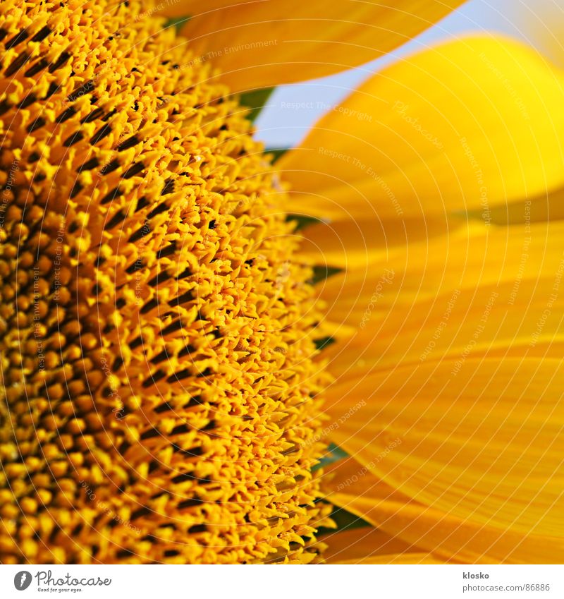 Sunflower Sonnenblumenöl gelb Sommer rund Makroaufnahme Blüte Erfolg Innere Kraft Blühend Leidenschaft Sommerloch Kreis Erdöl Energiewirtschaft florieren