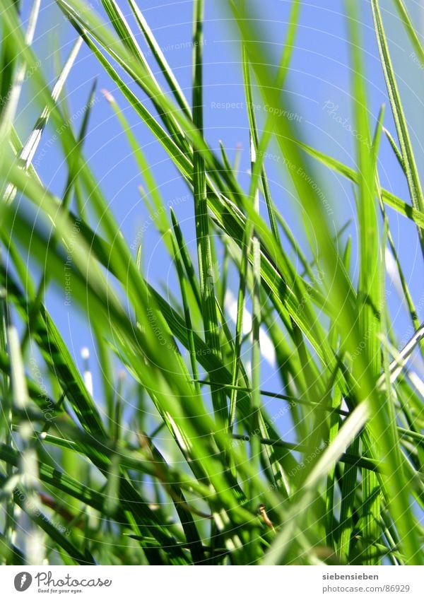 Hier und Jetzt Gras grün Wachstum Wiese frisch Halm Blühend Jahreszeiten Sommer Frühling Nahaufnahme Kraft Perspektive Naturphänomene Grasnarbe Saison Grasland