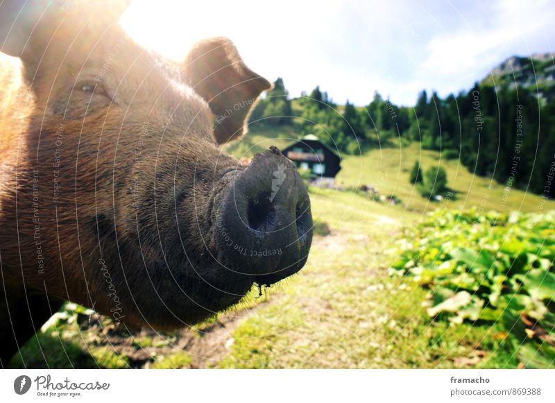 Landschwein Freude Tourismus Berge u. Gebirge wandern Natur Landschaft Pflanze Tier Sommer Grünpflanze Wiese Feld Nutztier Schwein 1 authentisch außergewöhnlich