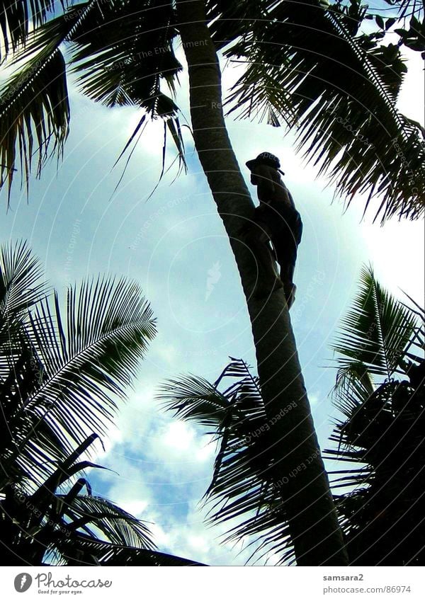 palmenkletterer Palme Bali Sommer Ferien & Urlaub & Reisen Wolken Strand Indonesien Asien Himmel