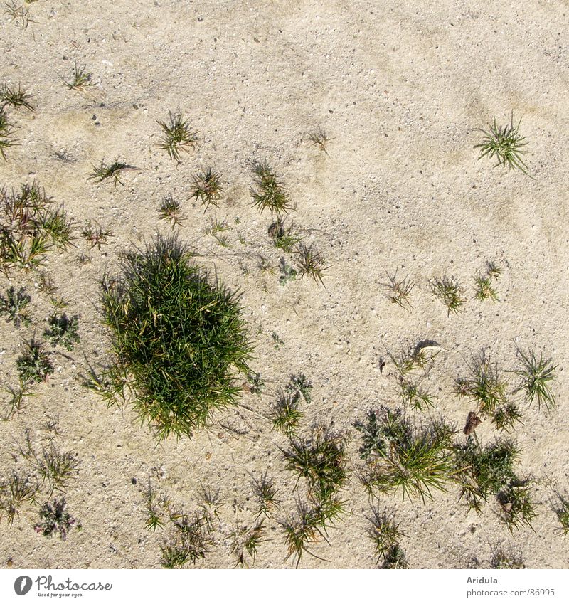 sandrasen Halm Muster grün Strukturen & Formen Streusand Gras beige Wüste Stein Mineralien Strand Küste versanden Insel Rasen Natur Bodenbelag