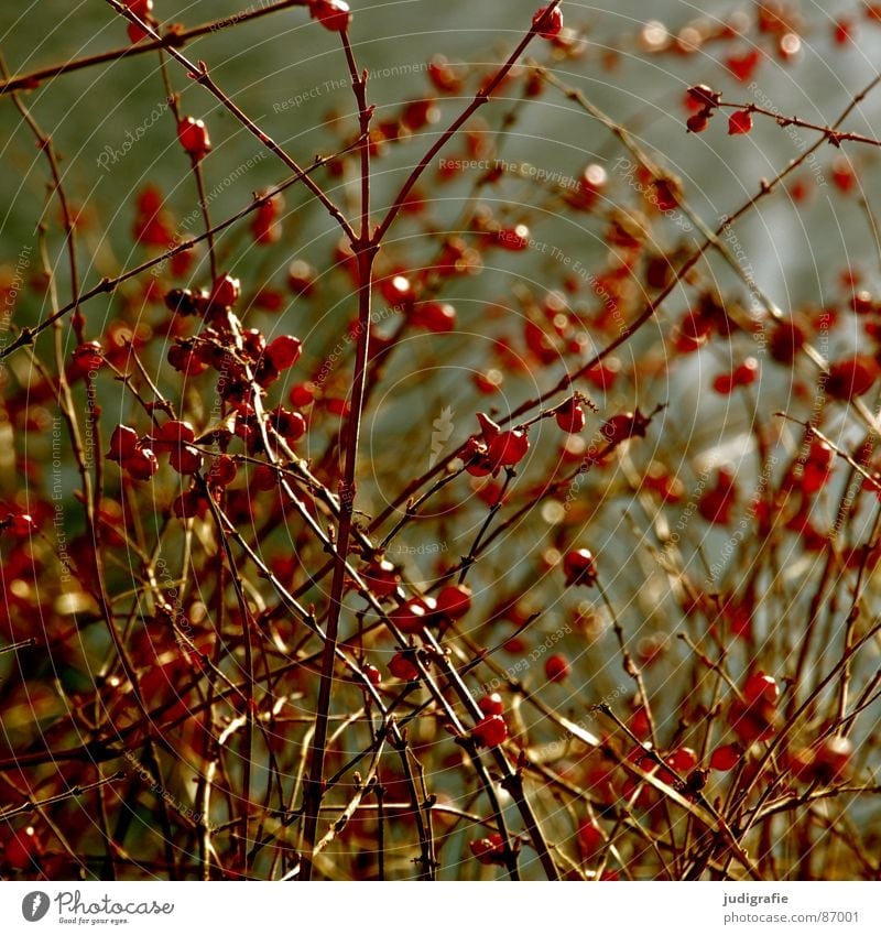 rot und rund mehrere Pflanze Sträucher Wachstum Umwelt Herbst Wildpflanze Pflanzenteile Botanik viele Beeren Frucht Kugel Zweig Natur