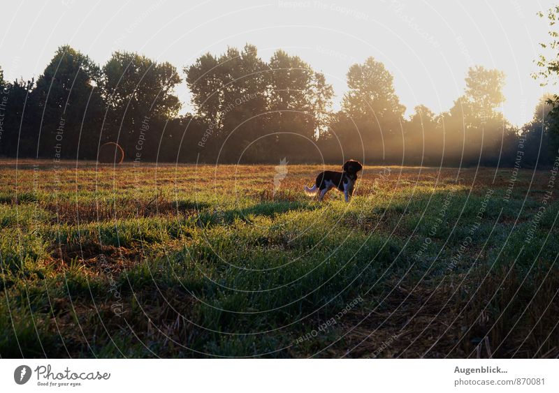 am frühen Morgen... Hund 1 Tier friedlich ruhig Leben Neugier Freiheit Freizeit & Hobby Gelassenheit Zufriedenheit Morgendämmerung Lichterscheinung Sonnenlicht