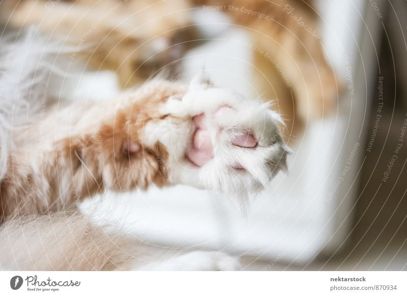 Katzenpfote Natur Tier Haustier Gebrauchskatze Maine-Coon-Katze Amerikanische Waldkatze Staatskatze Fell 1 Glück elegant Farbfoto