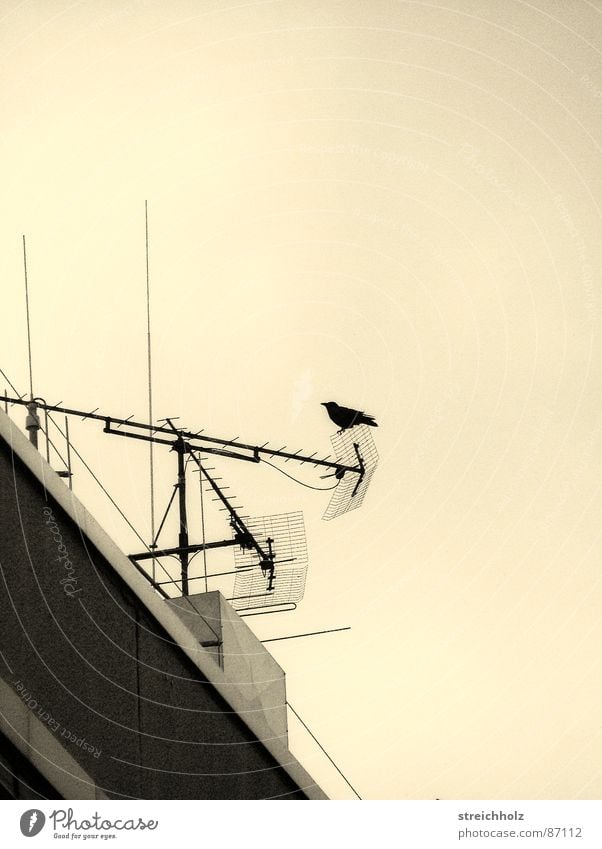 Vogel auf Dach Antenne Funkturm Haus abstrakt Spaßvogel Kommunikationsmittel Pechvogel Verständigung Informationsaustausch Diskussionsleiter Detailaufnahme