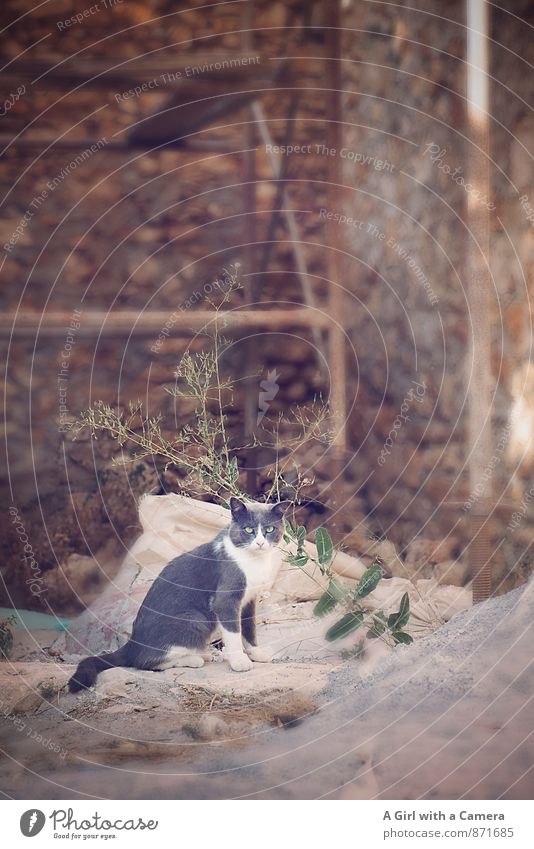 Trümmerfrau Tier Haustier Katze 1 beobachten Blick Schüchternheit Baustelle ästhetisch abfällig südländisch Griechenland Farbfoto Gedeckte Farben Außenaufnahme