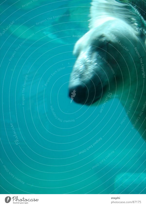 augen zu und durch Eisbär tauchen Zoo geschlossene Augen Luft Wasser Tiergarten Schwimmbad Wasserschwall Säugetier tunken Bär durchkämpfen wasser...