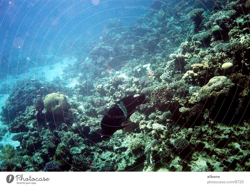 schwarzer Barsch Korallen Fisch Wasser
