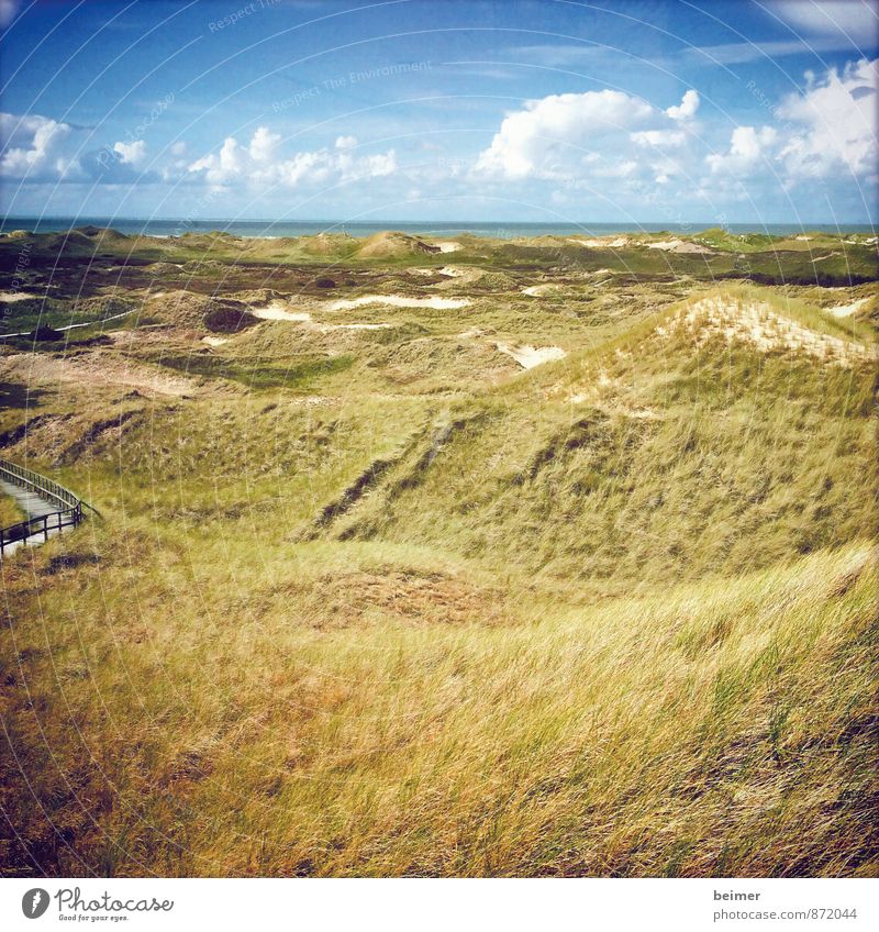 Aussicht Natur Landschaft Erde Luft Wasser Himmel Wolken Sommer Schönes Wetter Pflanze Gras Grünpflanze Küste Nordsee Meer Stranddüne Menschenleer genießen