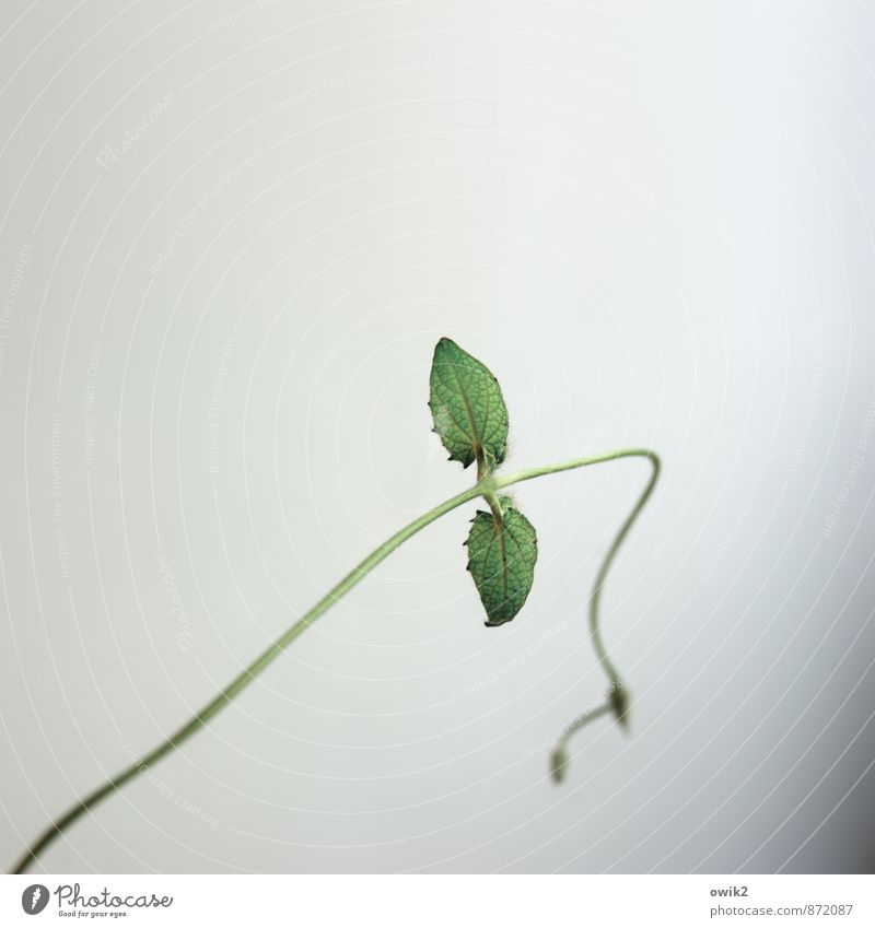 Durchhänger Pflanze Blatt Grünpflanze Topfpflanze Ranke Schwarzäugige Susanne Kletterpflanzen Bewegung dünn klein grün Lebensfreude Frühlingsgefühle