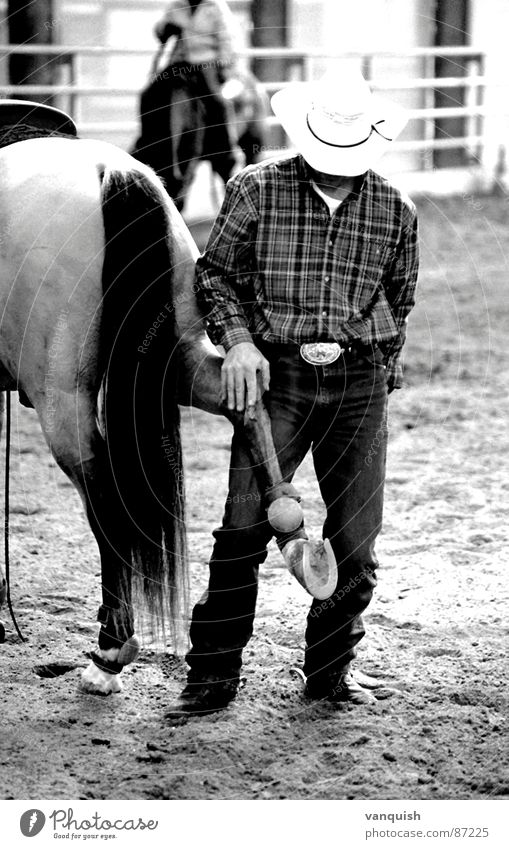 Dunit, my Friend Pferd Western Cowboy Sportveranstaltung Spielen Reitsport Säugetier Quarter Wiener Neustadt Erich Felber American Three Star Dun It horse