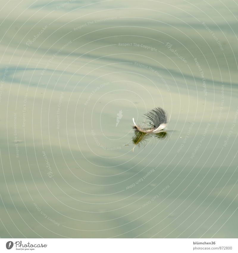 nur fliegen ist schöner... Wasser See Wellen Vogel Feder Schwimmen & Baden ästhetisch Schweben sanft Frieden friedlich Leichtigkeit Im Wasser treiben verloren