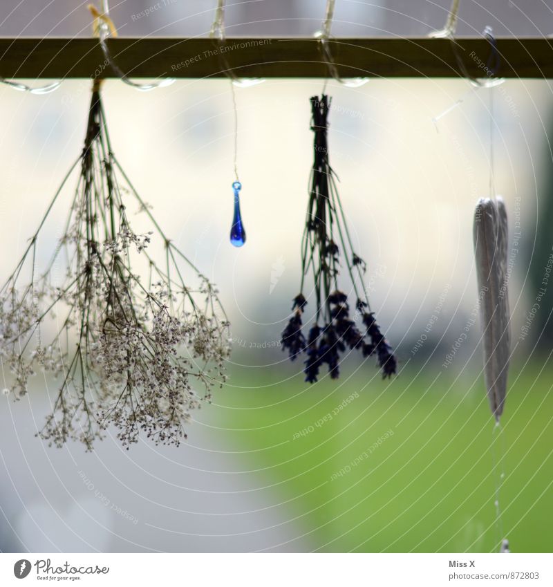Fensterblick Lebensmittel Kräuter & Gewürze Ernährung Dekoration & Verzierung Pflanze Blume Blatt Blüte dehydrieren Duft trocken Lavendel Schleierkraut