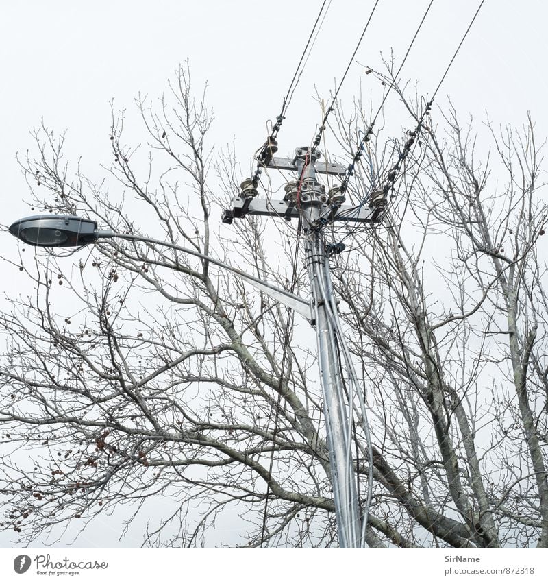 278 [intersection] Energiewirtschaft Telekommunikation sprechen Kabel Fortschritt Zukunft Informationstechnologie Energiekrise Natur Baum Laternenpfahl